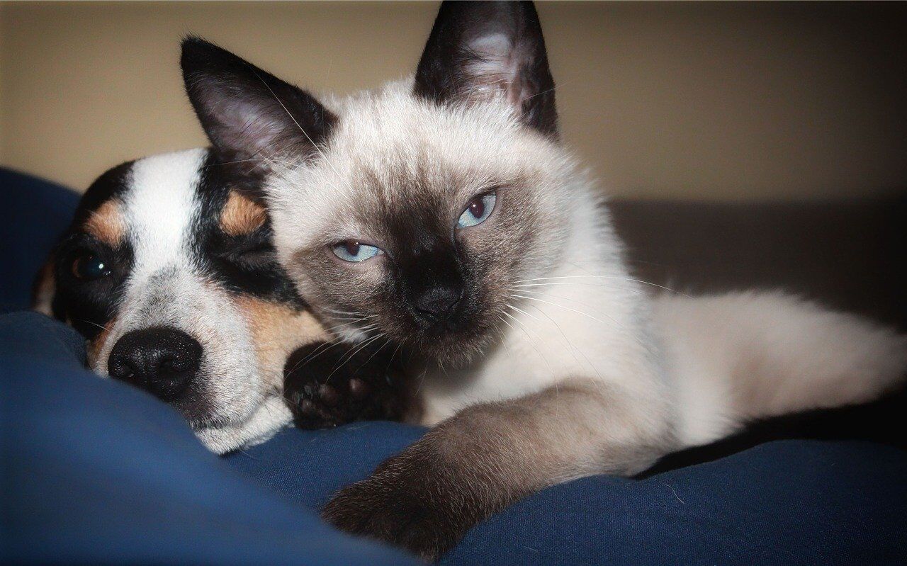 Pixabay, dog cat